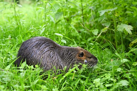 Nutria river rat, coypu herbivorous, semiaquatic rodent member of the family Myocastoridae on the meadow, baby animals, habitant wetlands