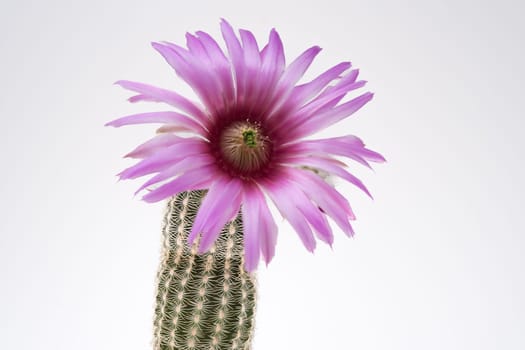 Echinocereus cactus with violett flower close-up white isolted