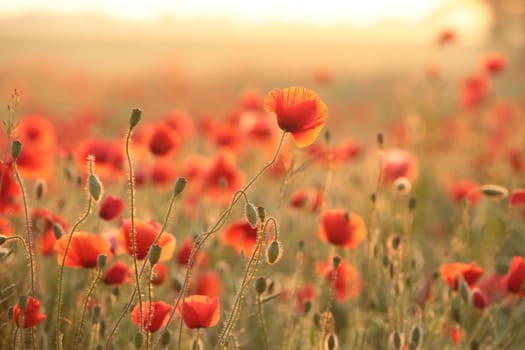 Poppies in the field at sunset