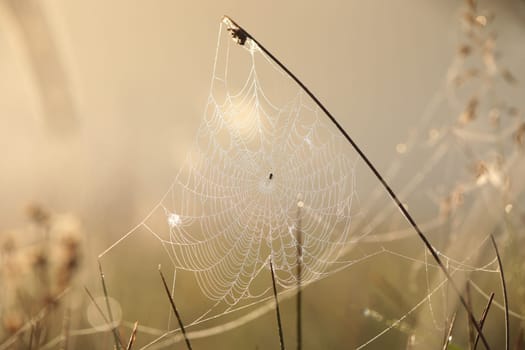 Spider web on a meadow during sunrise