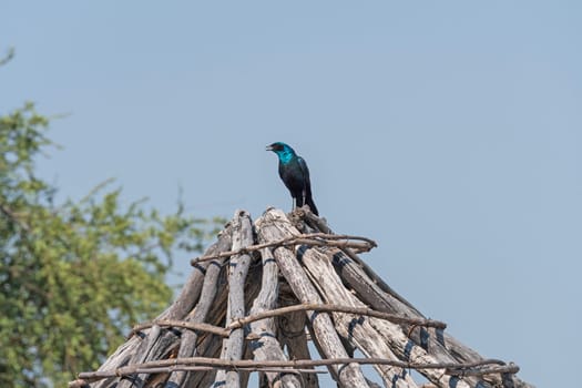 Southern Long Tailed Starling on a Village Building in the Okavango Delta in Botswana