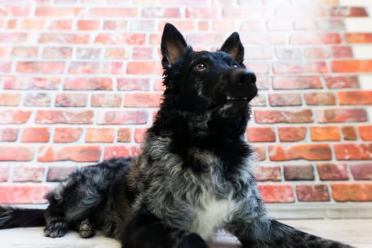 Mudi shepherd in front of a brick and white background