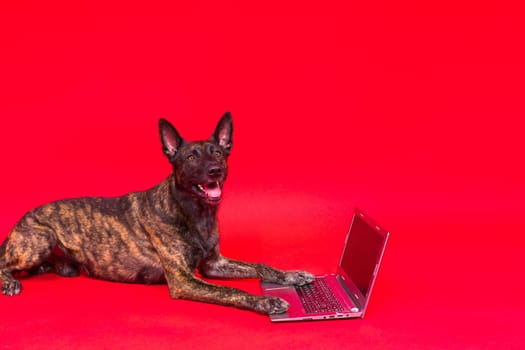 A dog looking at the laptop on red yellow background. Pet health concept.