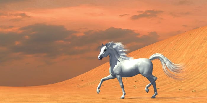 A white Arabian stallion runs free in the desert as a wild horse.