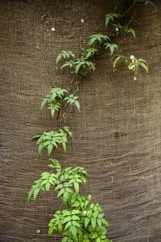 Detail of green background of decorative bushes in the city