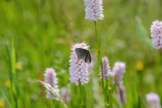 Black Moth (Odezia atrata) on a pink flower