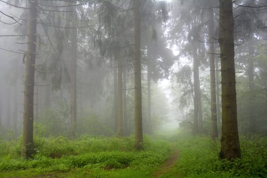 Thick fog in a green forest