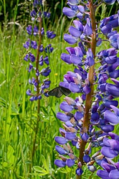 A black moth (Odezia atrata) on a purple lupine flower