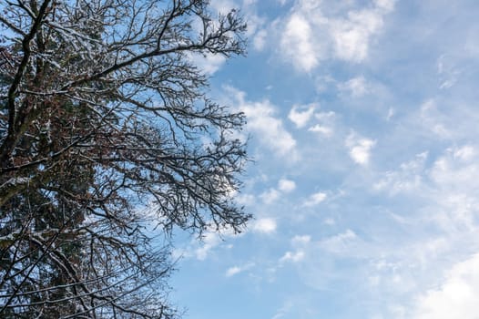 Branches of a tree covered with snow and blue sky with white clouds