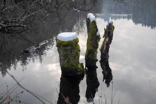 Some tree trunks in the water of a lake, covered with snow and with reflections in the water