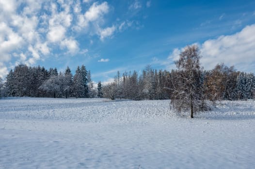 Trees in winter, with lots of snow, blue skies and clouds