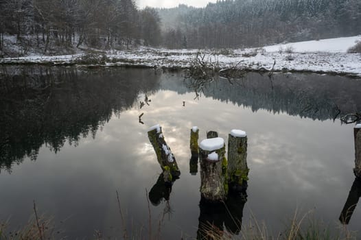 A small lake with some tree trunks in the water, with forest and reflections in the water, with snow in winter