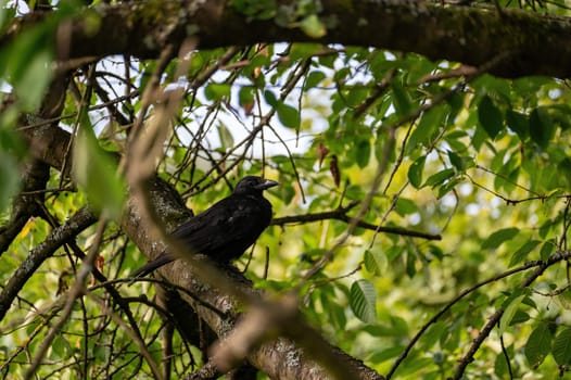 Ravens on a branch in green nature