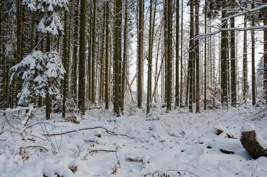 Trees in the forest, winter with snow