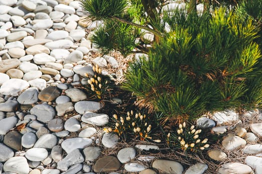 Small yellow flowers (Kro?K?s) and a tree surrounded by pebbles in the garden