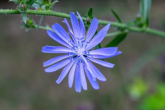 Detailed shot of a common chicory flower with small black beetles against a blurred background