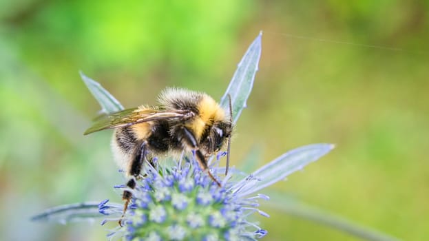 Bumblebee on a flower collecting nectar. Insect on a flower with pollen in nature. Animal photo