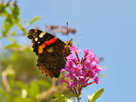 Admiral butterfly on a flower. Insect on a flower. Black, white, orange wings. Wild animal in nature