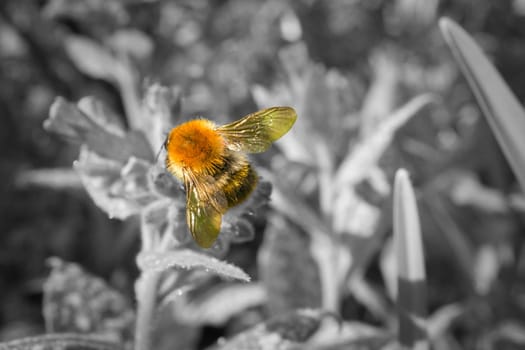 Bumblebee on a flower in color, the rest black and white, collecting nectar. Insect on a flower with pollen in nature. Animal photo