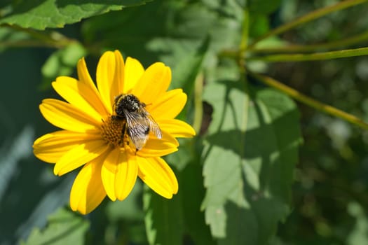 Bumblebee on a flower collecting nectar. Insect on a flower with pollen in nature. Animal photo