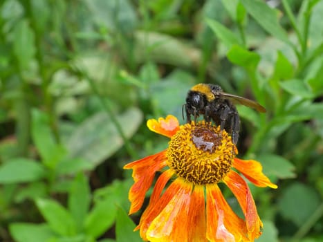 Bumblebee on a flower collecting nectar. Insect on a flower with pollen in nature. Animal photo