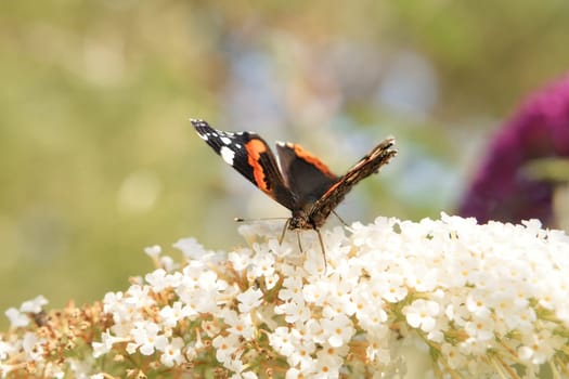 Admiral butterfly on a flower. Insect on a flower. Black, white, orange wings. Wild animal in nature