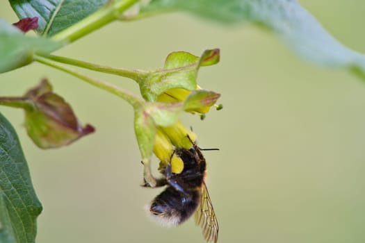 Bumblebee on a flower to collect nectar. Insect pollinating pollen in nature. Animal photo