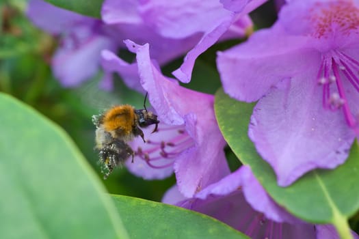 Bumblebee approaching a flower to collect nectar. Insect pollinating pollen in nature. Animal photo