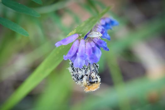 Bumblebee on a flower to collect nectar. Insect pollinating pollen in nature. Animal photo
