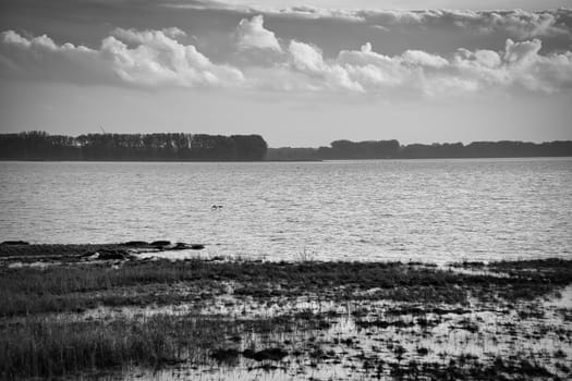 Black and white photo of the Bodden in Zingst on the Baltic Sea peninsula. Bodden landscape with meadows. Nature reserve on the coast. Landscape photograph
