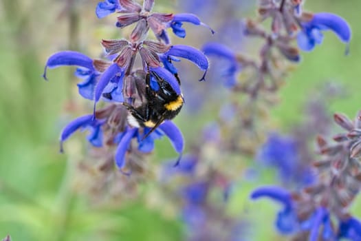 Bumblebee on a flower to collect nectar. Insect pollinating pollen in nature. Animal photo