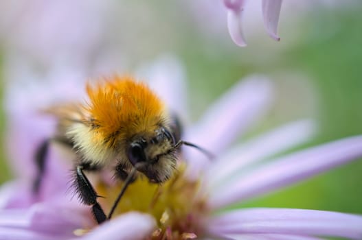Bumblebee on a flower collecting nectar. Insect on a flower with pollen in nature. Animal photo