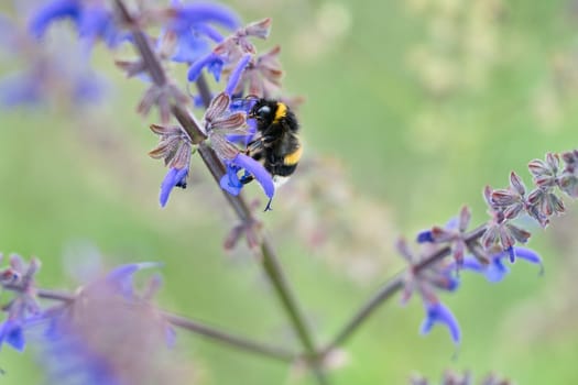 Bumblebee on a flower to collect nectar. Insect pollinating pollen in nature. Animal photo