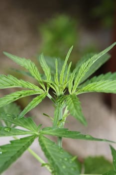 Cannabis first leaves close up modern high quality print medical marihuana super lemon haze family cannabaceae big size instant stock photography