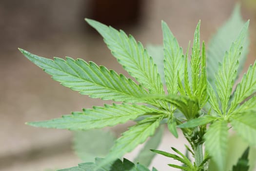 Cannabis first leaves close up modern high quality print medical marihuana super lemon haze family cannabaceae big size instant stock photography