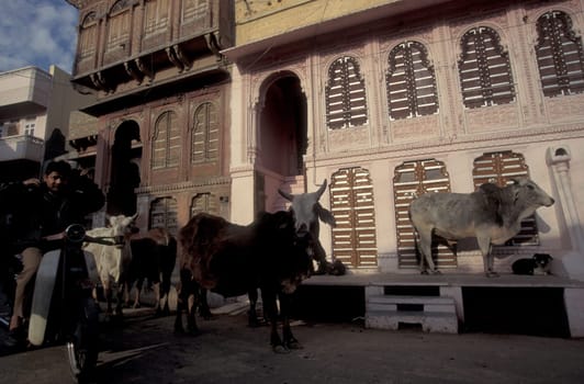 Holi Cows in the Village of  the city of Rishikesh on the Ganges River in the Province Uttarakhand in India.  India, Rishikesh, February, 1998