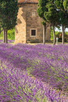 Lavender lines in Italy. Tuscany coutryside scenery landscape at sunset with sky and clouds
