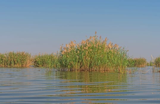 Grasses Growing in the Calm Waters of the Okavango Delta in Botswana