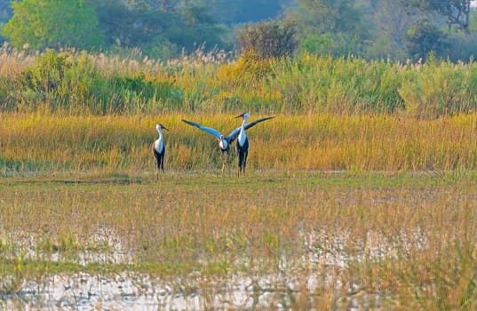 Wattled Cranes Feeding and Displaying in a Wetland in the Okavango Delta in Botswana