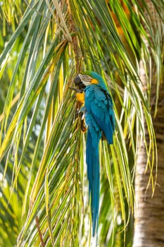 Blue-and-yellow macaw (Ara ararauna), also known as the blue-and-gold macaw, is a large Neotropical parrot. Malagana, Bolivar department. Wildlife and birdwatching in Colombia