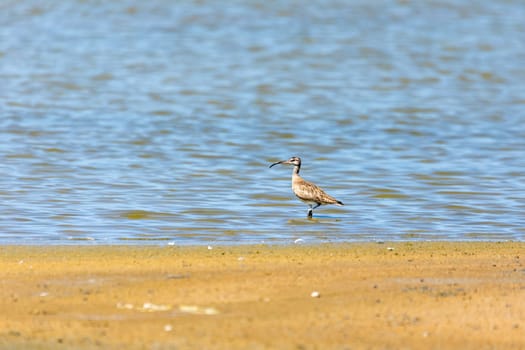 Eurasian curlew or common curlew (Numenius arquata) juvenile, very large wader in the family Scolopacidae. Pueblo Viejo, Magdalena department. Wildlife and birdwatching in Colombia.