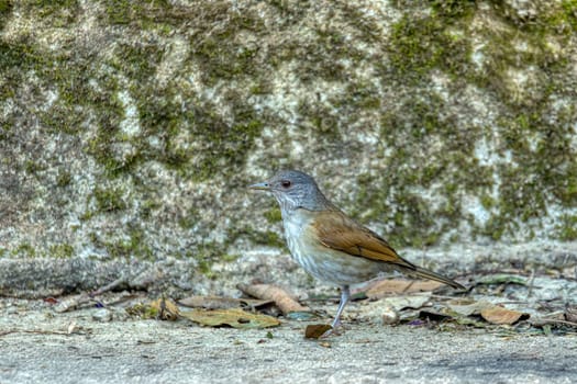 Pale-breasted thrush (Turdus leucomelas) is a species of bird in the family Turdidae. Minca, Sierra Nevada de Santa Marta Magdalena department. Wildlife and birdwatching in Colombia.