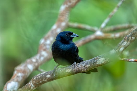 Bird White-lined tanager (Tachyphonus rufus) male, medium-sized passerine bird in the tanager family. Minca, Sierra Nevada de Santa Marta Magdalena department. Wildlife and birdwatching in Colombia.