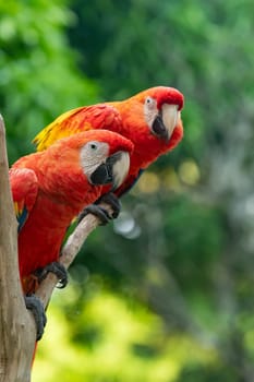 Scarlet macaw (Ara macao) is a large yellow, red and blue Neotropical parrot native to humid evergreen forests of the Americas. Malagana, Bolivar department. Wildlife and birdwatching in Colombia