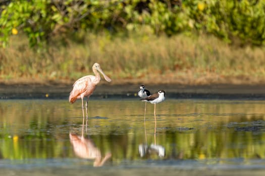 Beautiful pink bird, Roseate spoonbill (Platalea ajaja), gregarious wading bird of the ibis and spoonbill family. Santa Catalina, Bolivar department. Wildlife and birdwatching in Colombia.