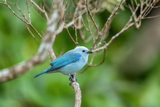 Bird Blue-gray tanager (Thraupis episcopus) is a medium-sized South American songbird. Minca, Sierra Nevada de Santa Marta Magdalena department. Wildlife and birdwatching in Colombia.