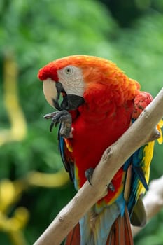 Scarlet macaw (Ara macao) is a large yellow, red and blue Neotropical parrot native to humid evergreen forests of the Americas. Malagana, Bolivar department. Wildlife and birdwatching in Colombia