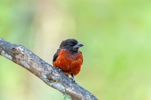 Crimson-backed tanager (Ramphocelus dimidiatus) male, species of bird in the family Thraupidae. Minca, Sierra Nevada de Santa Marta Magdalena department. Wildlife and birdwatching in Colombia.