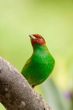 Bay-headed tanager (Tangara gyrola), medium-sized passerine bird. Minca, Sierra Nevada de Santa Marta Magdalena department. Wildlife and birdwatching in Colombia.