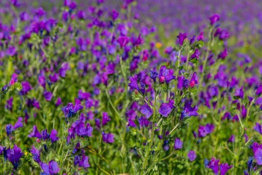 Viborera (Echium vulgare). Purple flowers in a field outside Granada, Andalucia, Spain